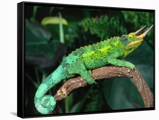 Jackson's Chameleon, Native to Eastern Africa-David Northcott-Framed Stretched Canvas