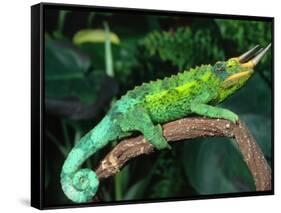 Jackson's Chameleon, Native to Eastern Africa-David Northcott-Framed Stretched Canvas