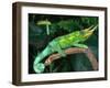 Jackson's Chameleon, Native to Eastern Africa-David Northcott-Framed Premium Photographic Print