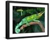 Jackson's Chameleon, Native to Eastern Africa-David Northcott-Framed Premium Photographic Print