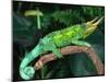 Jackson's Chameleon, Native to Eastern Africa-David Northcott-Mounted Premium Photographic Print