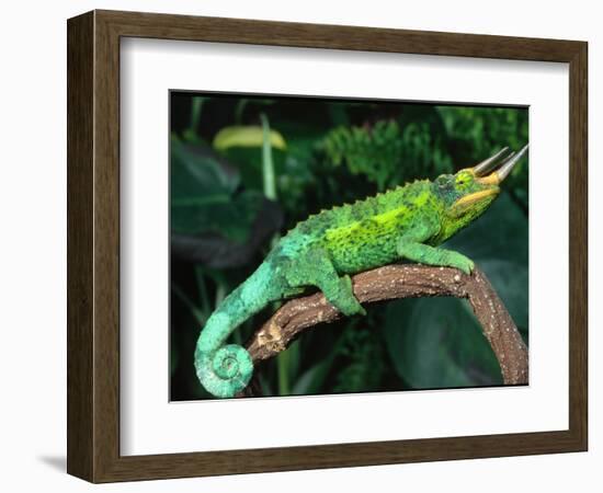 Jackson's Chameleon, Native to Eastern Africa-David Northcott-Framed Photographic Print