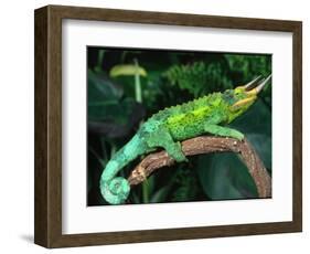 Jackson's Chameleon, Native to Eastern Africa-David Northcott-Framed Photographic Print