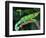 Jackson's Chameleon, Native to Eastern Africa-David Northcott-Framed Photographic Print