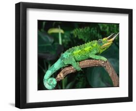 Jackson's Chameleon, Native to Eastern Africa-David Northcott-Framed Photographic Print