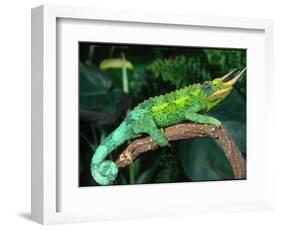 Jackson's Chameleon, Native to Eastern Africa-David Northcott-Framed Photographic Print