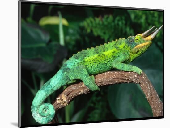 Jackson's Chameleon, Native to Eastern Africa-David Northcott-Mounted Photographic Print