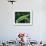 Jackson's Chameleon, Native to Eastern Africa-David Northcott-Framed Photographic Print displayed on a wall