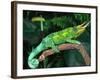 Jackson's Chameleon, Native to Eastern Africa-David Northcott-Framed Photographic Print