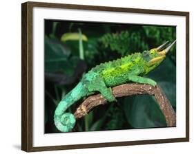 Jackson's Chameleon, Native to Eastern Africa-David Northcott-Framed Photographic Print