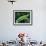 Jackson's Chameleon, Native to Eastern Africa-David Northcott-Framed Photographic Print displayed on a wall