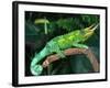 Jackson's Chameleon, Native to Eastern Africa-David Northcott-Framed Photographic Print