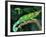 Jackson's Chameleon, Native to Eastern Africa-David Northcott-Framed Photographic Print