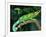 Jackson's Chameleon, Native to Eastern Africa-David Northcott-Framed Photographic Print