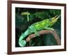 Jackson's Chameleon, Native to Eastern Africa-David Northcott-Framed Photographic Print