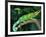 Jackson's Chameleon, Native to Eastern Africa-David Northcott-Framed Photographic Print