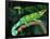 Jackson's Chameleon, Native to Eastern Africa-David Northcott-Framed Photographic Print