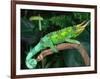 Jackson's Chameleon, Native to Eastern Africa-David Northcott-Framed Photographic Print