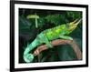 Jackson's Chameleon, Native to Eastern Africa-David Northcott-Framed Photographic Print