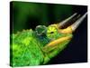 Jackson's Chameleon, Native to Eastern Africa-David Northcott-Stretched Canvas