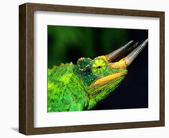 Jackson's Chameleon, Native to Eastern Africa-David Northcott-Framed Photographic Print