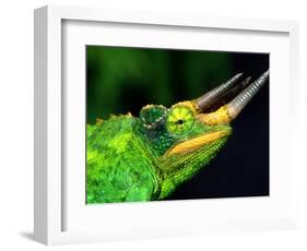 Jackson's Chameleon, Native to Eastern Africa-David Northcott-Framed Photographic Print