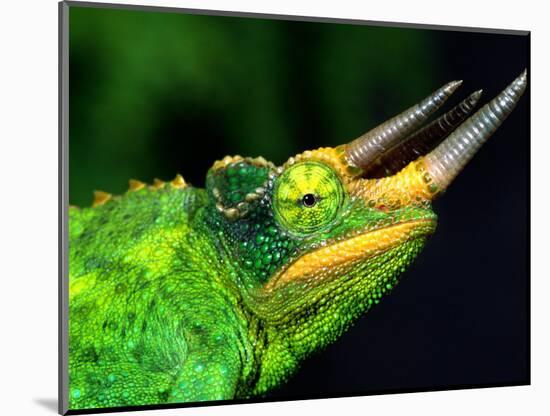 Jackson's Chameleon, Native to Eastern Africa-David Northcott-Mounted Photographic Print