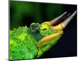 Jackson's Chameleon, Native to Eastern Africa-David Northcott-Mounted Photographic Print