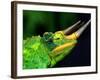 Jackson's Chameleon, Native to Eastern Africa-David Northcott-Framed Photographic Print