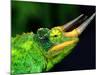 Jackson's Chameleon, Native to Eastern Africa-David Northcott-Mounted Photographic Print