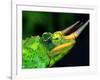 Jackson's Chameleon, Native to Eastern Africa-David Northcott-Framed Photographic Print