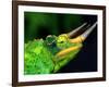 Jackson's Chameleon, Native to Eastern Africa-David Northcott-Framed Photographic Print