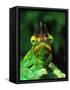 Jackson's Chameleon, Native to Eastern Africa-David Northcott-Framed Stretched Canvas