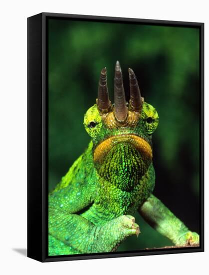 Jackson's Chameleon, Native to Eastern Africa-David Northcott-Framed Stretched Canvas