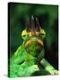 Jackson's Chameleon, Native to Eastern Africa-David Northcott-Stretched Canvas