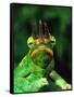 Jackson's Chameleon, Native to Eastern Africa-David Northcott-Framed Stretched Canvas