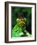 Jackson's Chameleon, Native to Eastern Africa-David Northcott-Framed Premium Photographic Print