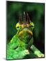 Jackson's Chameleon, Native to Eastern Africa-David Northcott-Mounted Premium Photographic Print