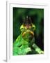 Jackson's Chameleon, Native to Eastern Africa-David Northcott-Framed Premium Photographic Print