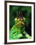 Jackson's Chameleon, Native to Eastern Africa-David Northcott-Framed Premium Photographic Print