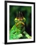 Jackson's Chameleon, Native to Eastern Africa-David Northcott-Framed Premium Photographic Print