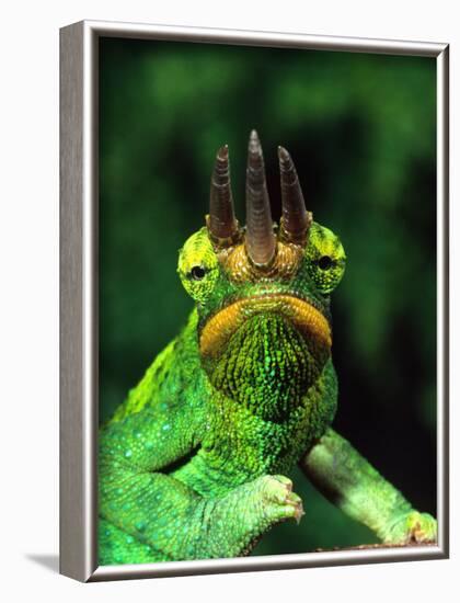 Jackson's Chameleon, Native to Eastern Africa-David Northcott-Framed Photographic Print