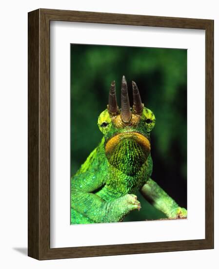 Jackson's Chameleon, Native to Eastern Africa-David Northcott-Framed Photographic Print