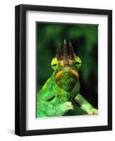 Jackson's Chameleon, Native to Eastern Africa-David Northcott-Framed Photographic Print