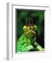 Jackson's Chameleon, Native to Eastern Africa-David Northcott-Framed Photographic Print