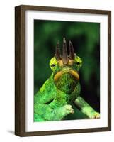 Jackson's Chameleon, Native to Eastern Africa-David Northcott-Framed Photographic Print