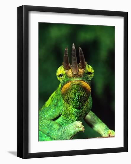 Jackson's Chameleon, Native to Eastern Africa-David Northcott-Framed Photographic Print