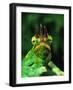 Jackson's Chameleon, Native to Eastern Africa-David Northcott-Framed Photographic Print