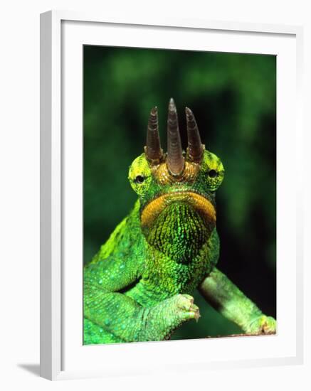 Jackson's Chameleon, Native to Eastern Africa-David Northcott-Framed Photographic Print