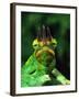 Jackson's Chameleon, Native to Eastern Africa-David Northcott-Framed Photographic Print